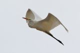 20221017_Grote Zilverreiger_Texel